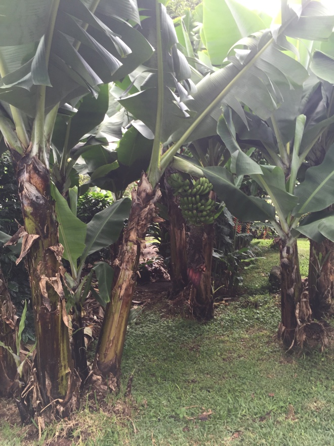 Banana trees to distract insects from eating the coffee beans 